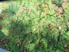 Juniperus horizontalis