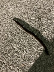 Rhynchodemus sylvaticus