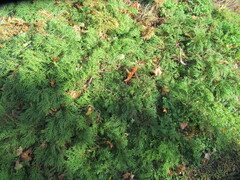 Juniperus horizontalis