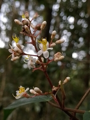 Miconia mexicana