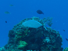 Caranx ruber