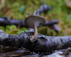 Lentinus brumalis
