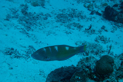 Halichoeres radiatus