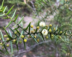 Acacia rupicola
