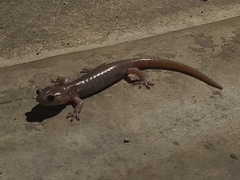 Aneides lugubris