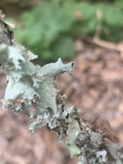 Parmotrema perforatum