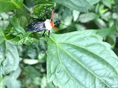 Rhynocoris nitidulus