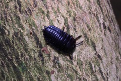 Pycnocerus