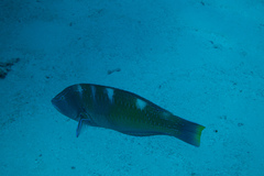 Halichoeres radiatus