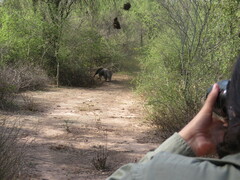Myrmecophaga tridactyla