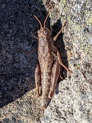 Melanoplus oreophilus