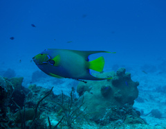 Holacanthus ciliaris