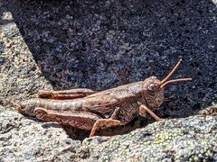 Melanoplus oreophilus