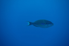 Sparisoma chrysopterum