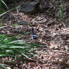 Malurus cyaneus cyaneus