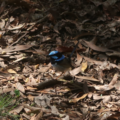 Malurus cyaneus cyaneus