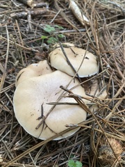 Gomphidius oregonensis