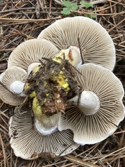 Gomphidius oregonensis