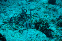 Chaetodon striatus