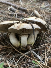 Gomphidius oregonensis