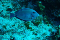 Acanthurus chirurgus
