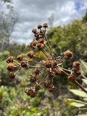 Espeletia corymbosa