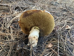 Suillus caerulescens