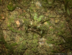 Stephanopis carcinoides