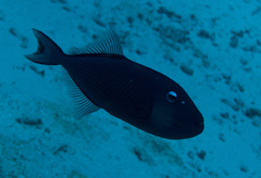 Xanthichthys ringens