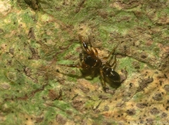 Rhombonotus