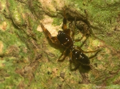 Rhombonotus