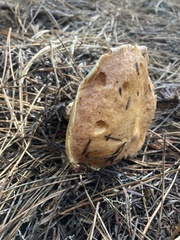Suillus caerulescens