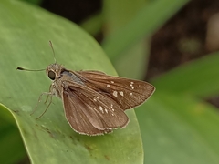 Pelopidas mathias