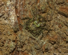 Stephanopis carcinoides