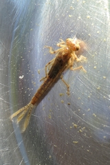 Xanthocnemis zealandica