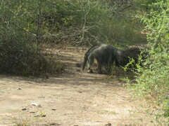 Myrmecophaga tridactyla