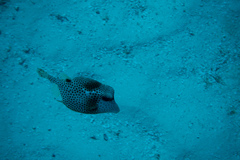 Lactophrys bicaudalis