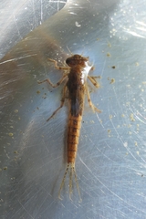 Xanthocnemis zealandica