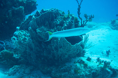 Malacanthus plumieri