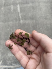 Azolla caroliniana