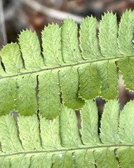 Dryopteris arguta