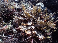Lepidium solandri