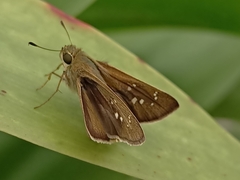 Pelopidas mathias