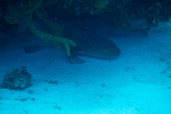 Ginglymostoma cirratum