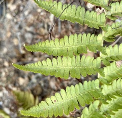 Dryopteris arguta