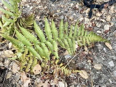 Dryopteris arguta
