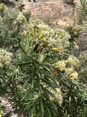 Linochilus rosmarinifolius