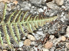 Dryopteris arguta
