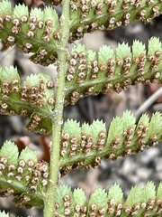 Dryopteris arguta