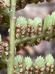 Dryopteris arguta